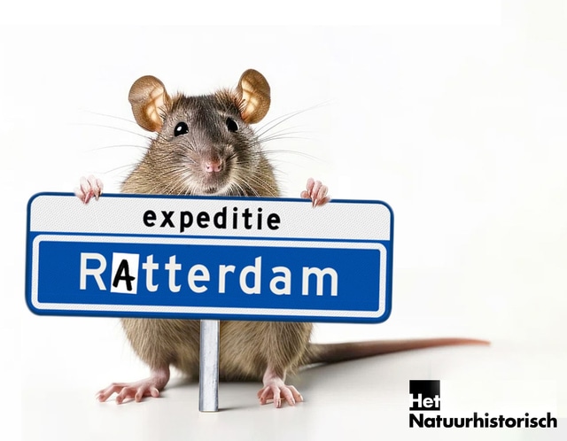 Piepende waarheden – Het verhaal van de rat