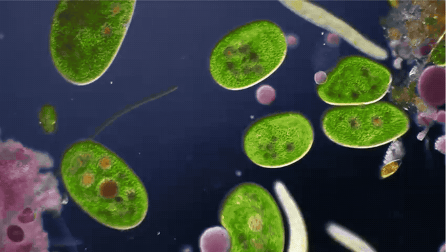 The Darwinists present The Blind Music Maker